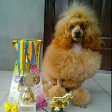 карликовый пудель кобель услуги дамам 