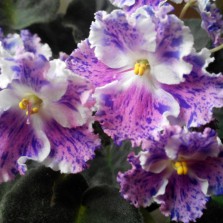 Сортовые фиалки - детки