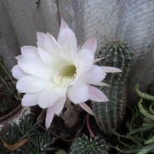 Кактусы их детки и другие цветы