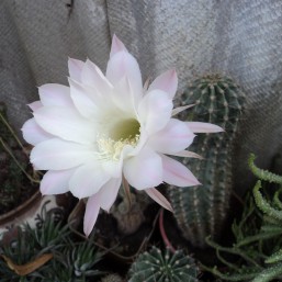 Кактусы их детки и другие цветы