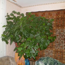 Китайская роза