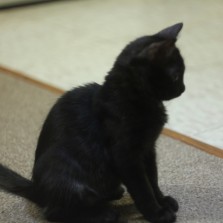 отдам котенка 