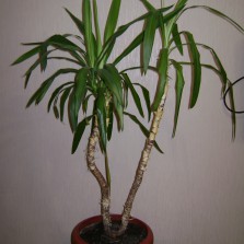 Пальма Юкка