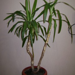 Пальма Юкка