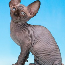 Канадочка Адель: питомник Bastet Moon