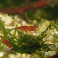 Продаю Креветок Черри