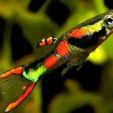 Продаю Гуппи