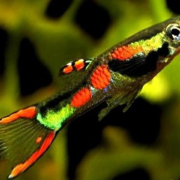 Продаю Гуппи