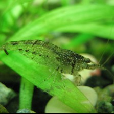 Продам креветок Неокардина