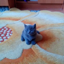 Плюшевые шотландочки