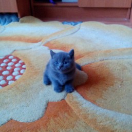 Плюшевые шотландочки