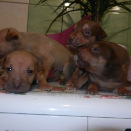 Маленькие питбули