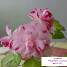 Бальзамины, разные цвета