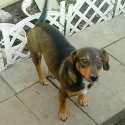 Маленька собачка в добрі руки