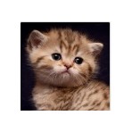 Кошка в пятнышко