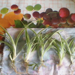 комнатные цветы