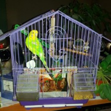 Волнистый попугай с клеткой