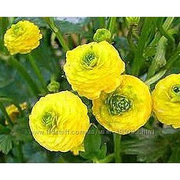 Лютики красивые цветы недорого