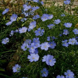 Ленок многолетний