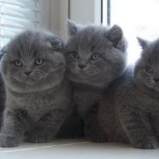 шотландские котята