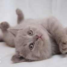 Осталась одна лиловая кошечка-страйт