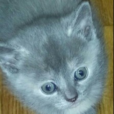 Котята британцы