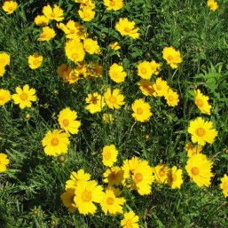 Кореопсис - желтая ромашка