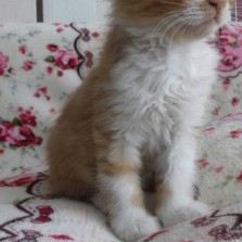 Котятки бесплатно!!!