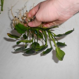 аквариумные растения