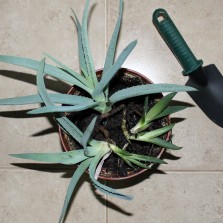 Алоэ, комнатные цветы, отдам даром