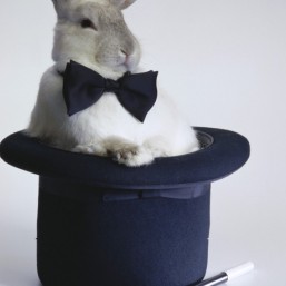 Ищу свинку на роль свинки Пеппы