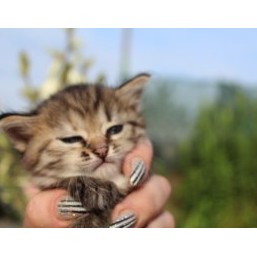 Отдам девочку от сибирской-камышовой мамы!