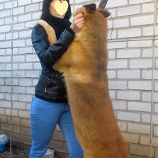 Алиментный щенок овчарки