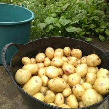 картофель ранний домашний 