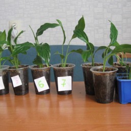  Спатифиллум, молочай, традесканция, хлорофитум кучерявый