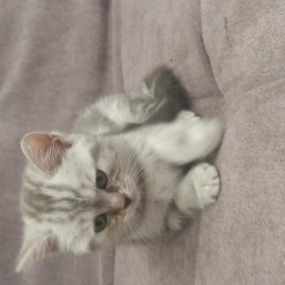 Продаю мальчика и девочку скоттиш-страйт 