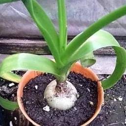 Индийский лук