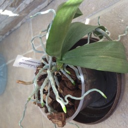 Продам Фаленопсис Мини Марк, Пафеопиделум нецветущие
