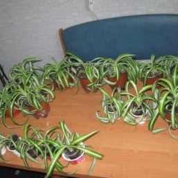 хлорофитум Бонни кудрявый, кучерявый, молочай трёхгранный, традесканция