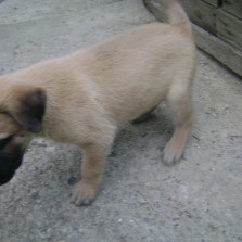 ЩЕНКИ НЕМЕЦКОЙ ОВЧАРКИ, не породистые