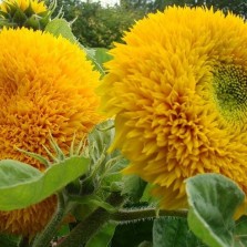 Подсолнух "Плюшевый мишка". 