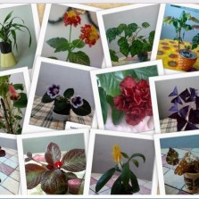 Цветы от 5 грн комнатные