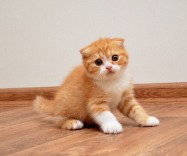 Продается шотландский вислоухий котенок