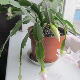 саженцы рождественника