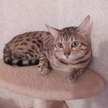 Молодой бенгальский котик (с родословной)  ищет невесту!!!!