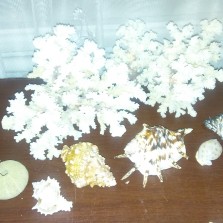 Продаю морские кораллы и ракушки.
