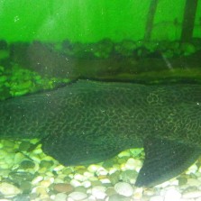 Продам двух сомиков. Золотая рыбка и маленький сомик в подарок.