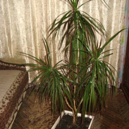 Продается ДРАЦЕНА! Срочно! 