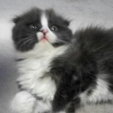 Необыкновенной красоты девочка хайленд фолд 