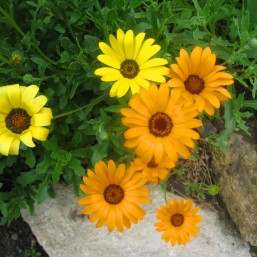 Семена цветов